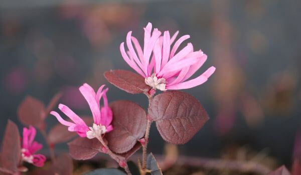 loropetalum fire dance