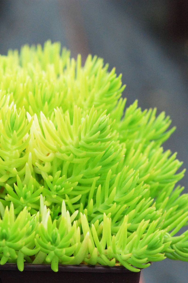 1031-Sedum_Lemon_Ball_DSC_0346-2