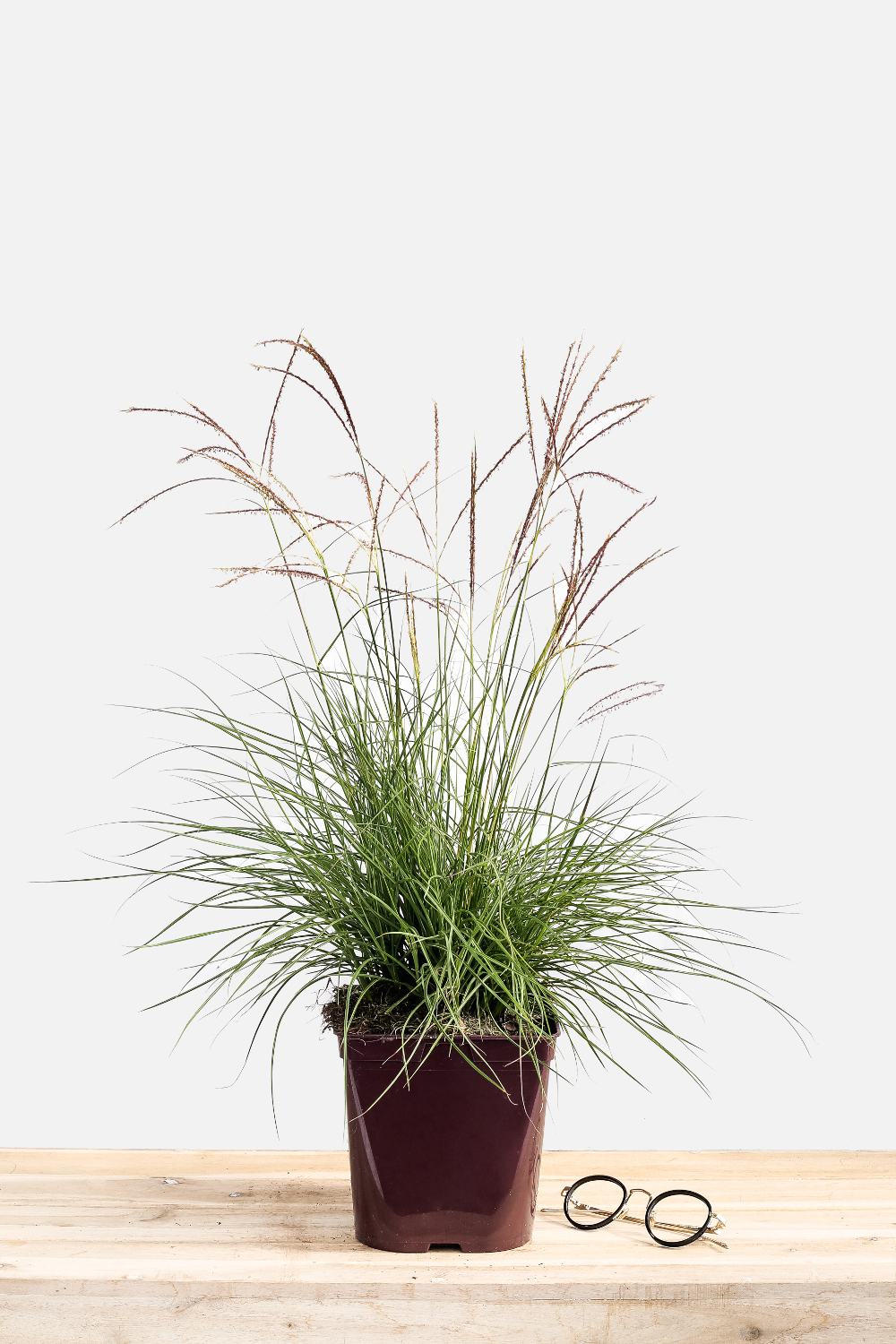 1161-1876-Miscanthus_Cute_One_pot_de_3_litres-1