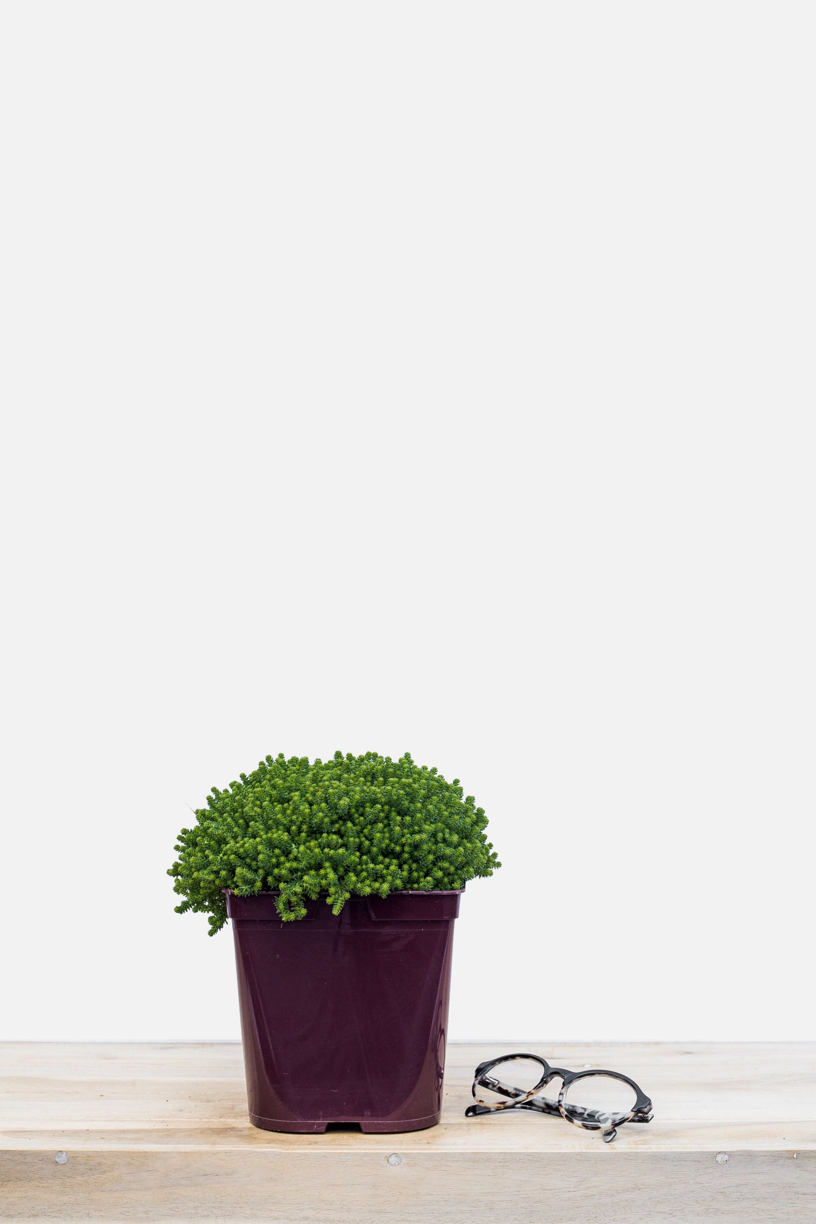 1190-2366-Sedum_sexangulare_pot_de_3_litres