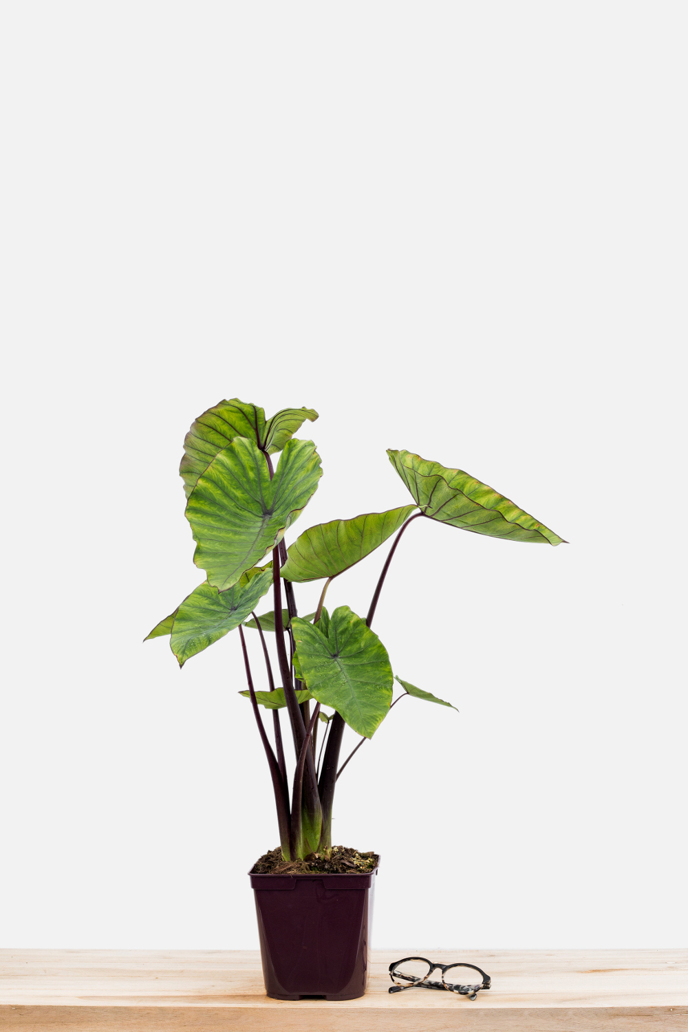 1314-2344-Colocasia_Blue_Hawai_pot_de_3_litres