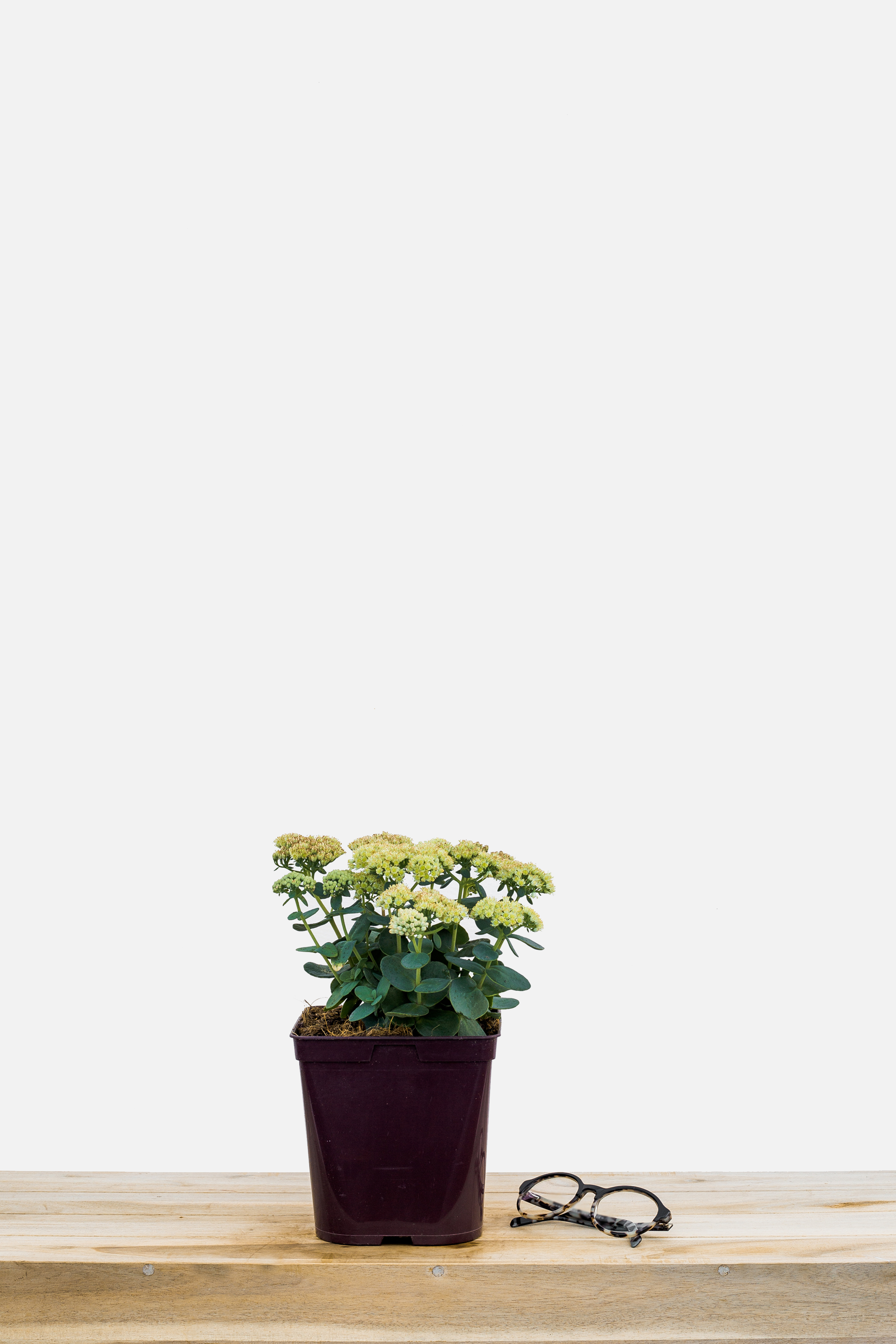 1326-2378-Sedum_Rosetta_pot_de_3_litres