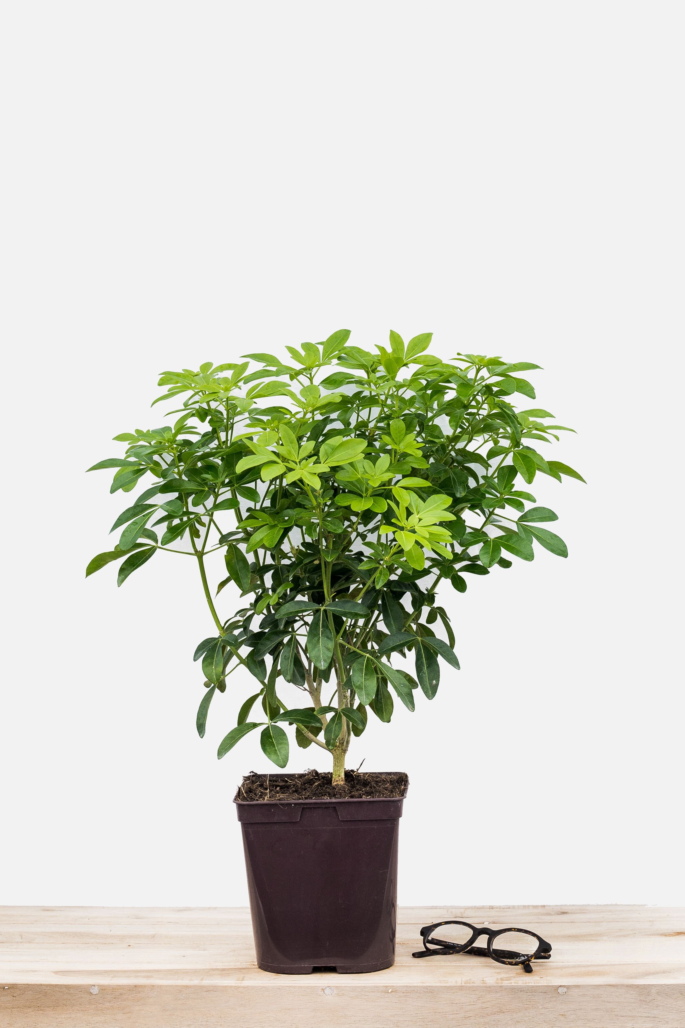 Les Choisyas – Orangers du Mexique 13 - Roué Pépinières 234-2025-Choisya_ternata_pot_de_3_litres-1