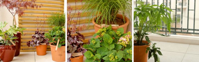 Plantes pour balcon