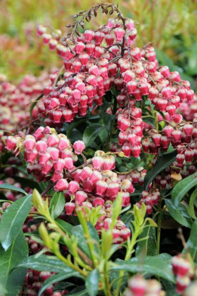 309-Pieris_Passion_0407