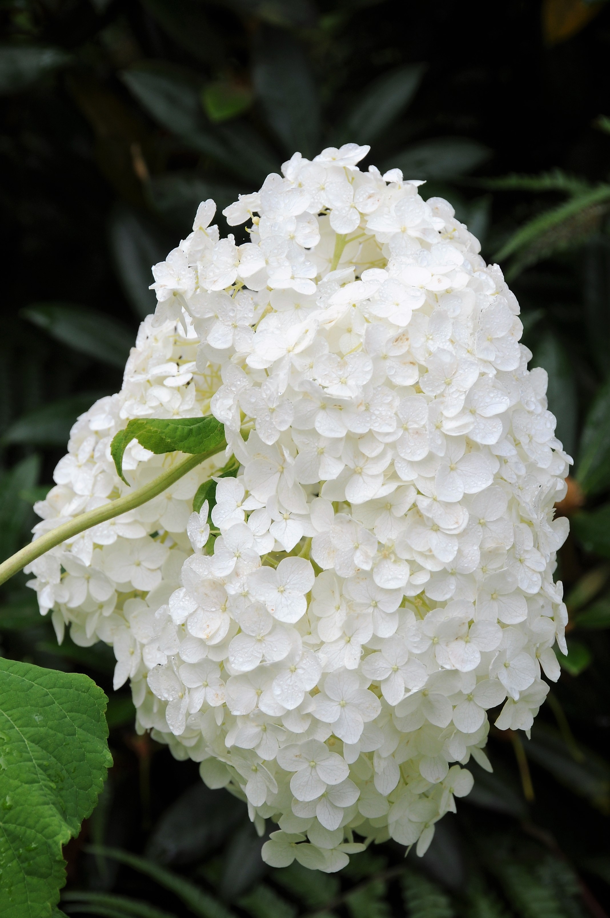 362-Hortensia_Annabelle-1
