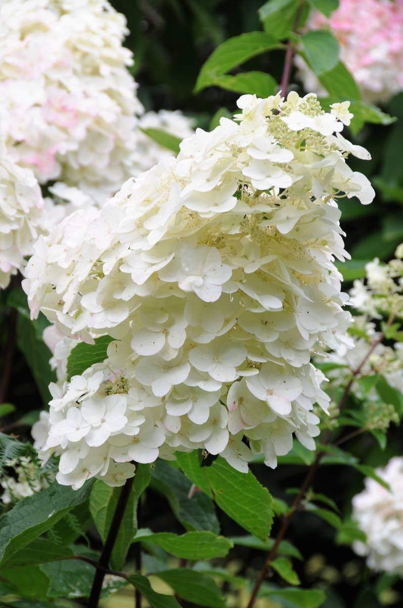 363-Hortensia_Unique