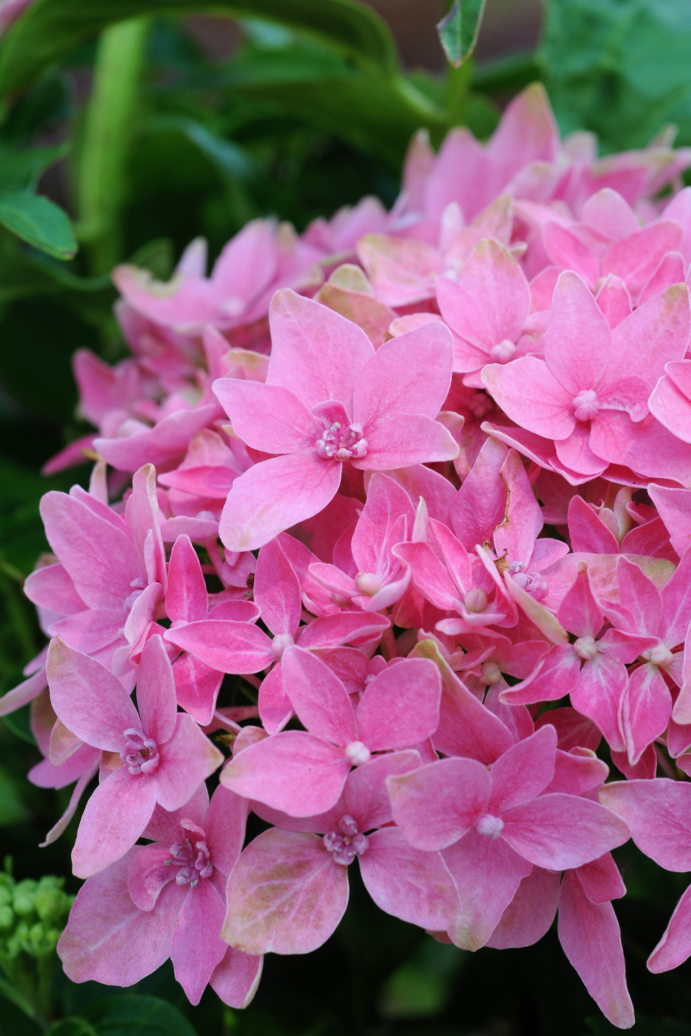 Quand et comment tailler mon Hortensia ? 11 - Roué Pépinières 402-Hortensia_Tovelit_0917-1