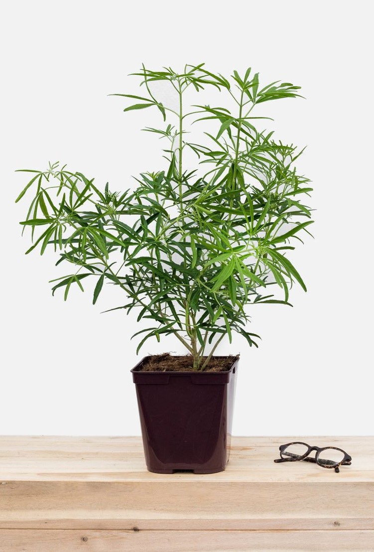 Les Choisyas – Orangers du Mexique 15 - Roué Pépinières 446-1045-Choisya_Harrinora_pot_de_3_litres-1