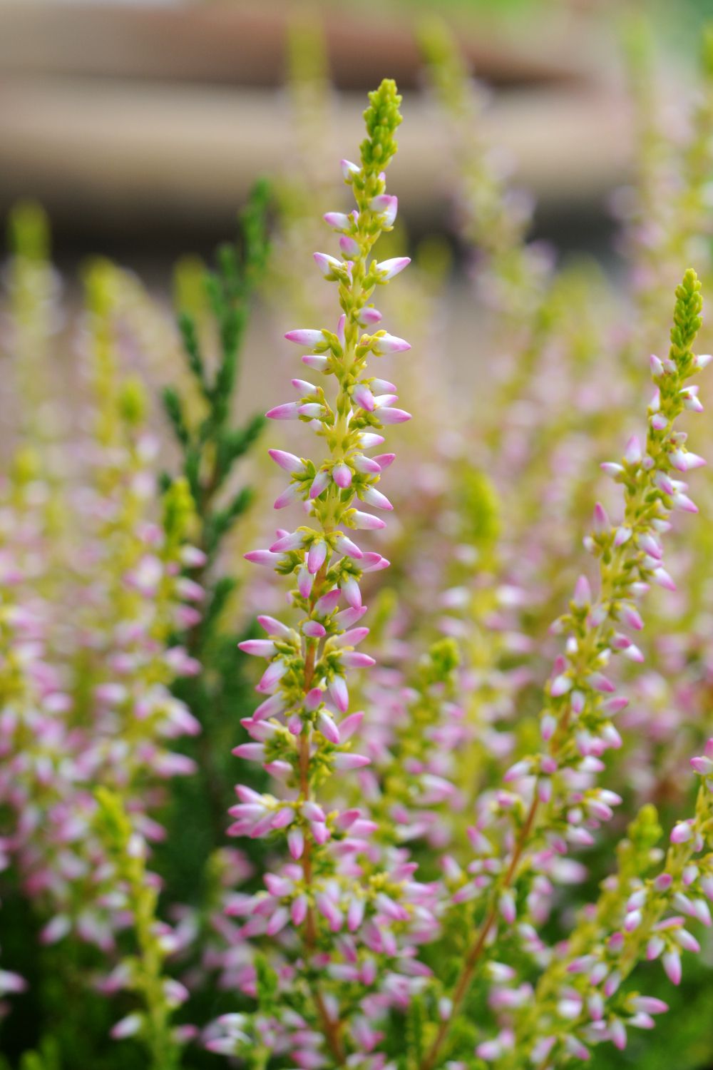 546-Callune_Theresa_5910