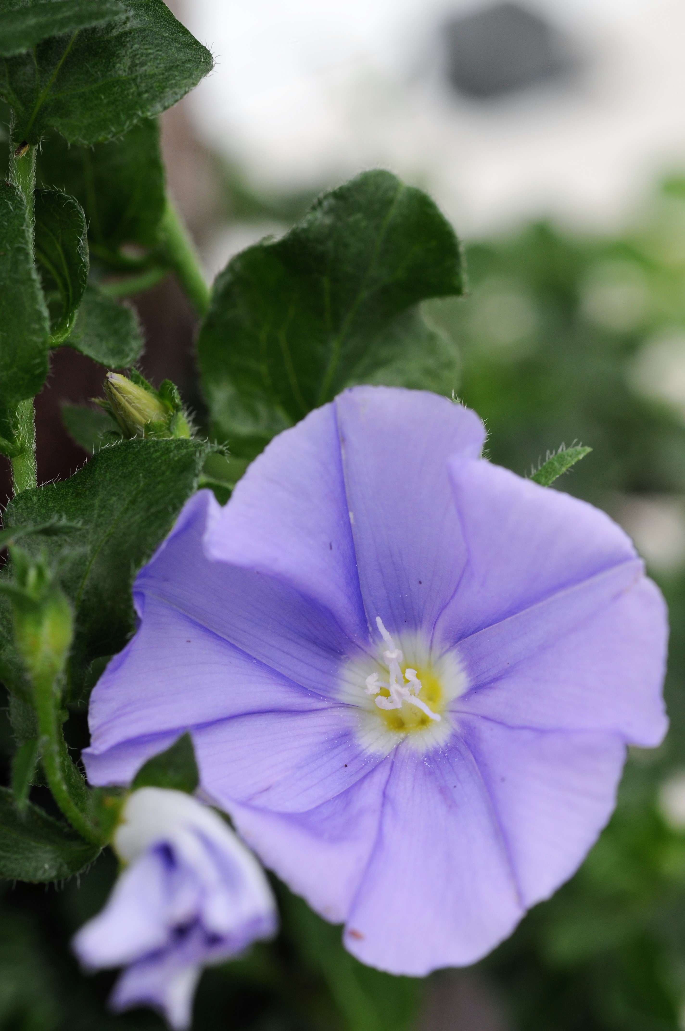 585-Convolvulus_Sabatius_Compact_0838-1