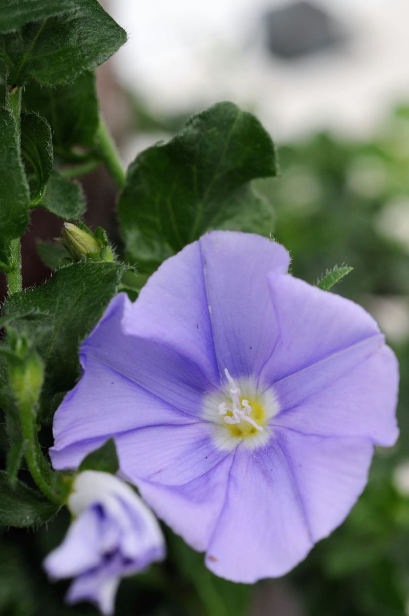 585-Convolvulus_Sabatius_Compact_0838