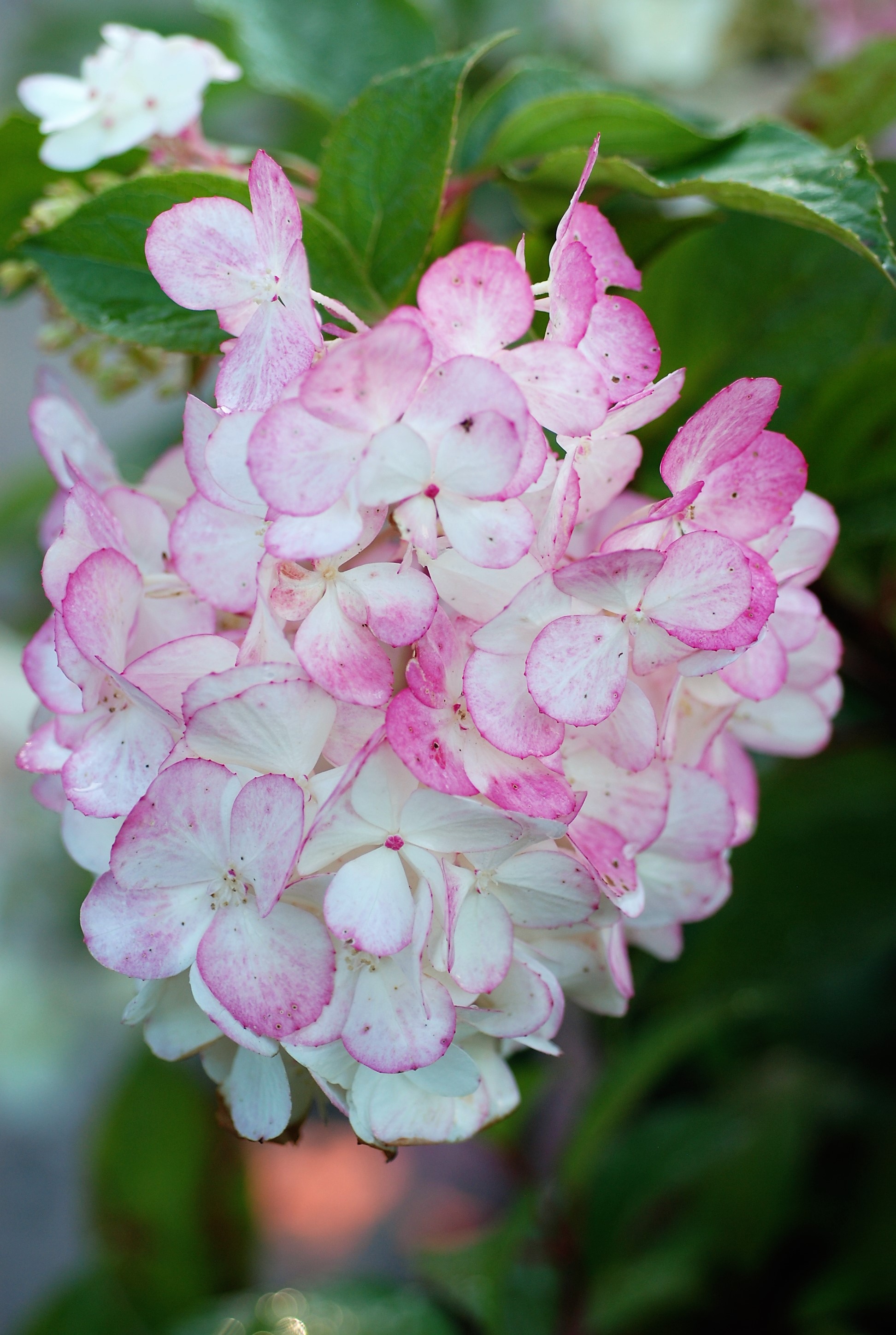 595-Hortensia_Vanille_Fraise_DSC_0783