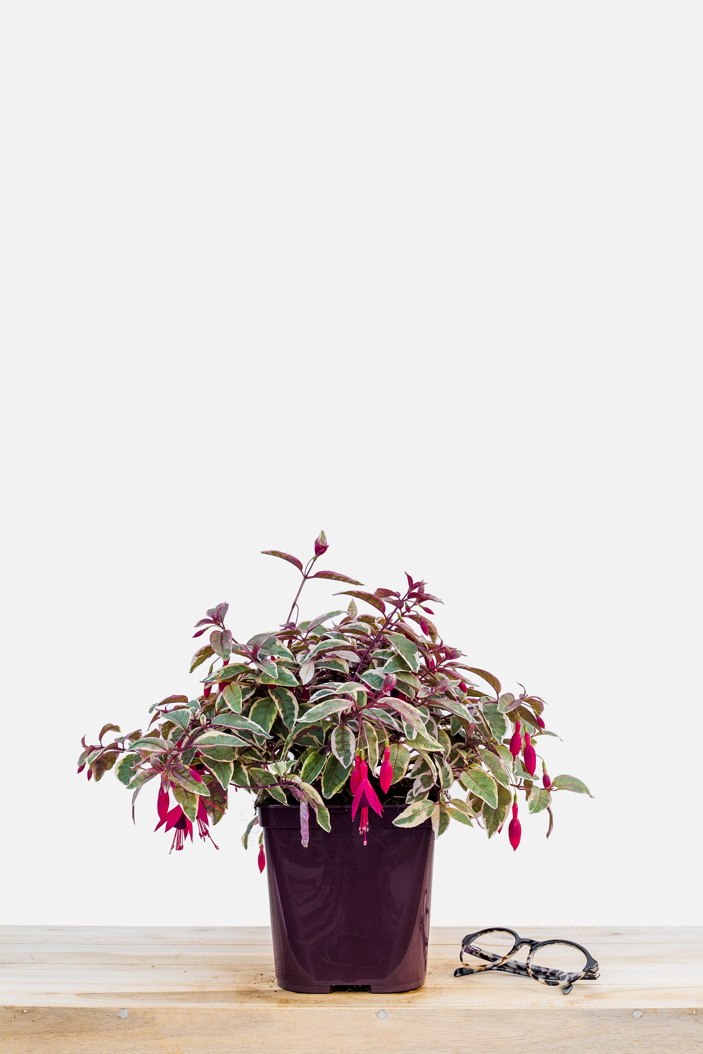 635-1672-Fuchsia_Tom_West_pot_de_3_litres