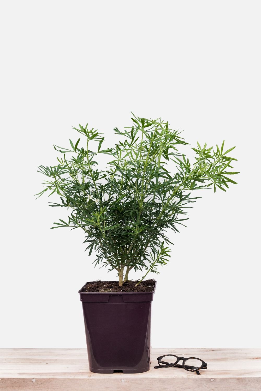 Les Choisyas – Orangers du Mexique 12 - Roué Pépinières 651-1193-Choisya_White_Dazzler_pot_de_5_litres