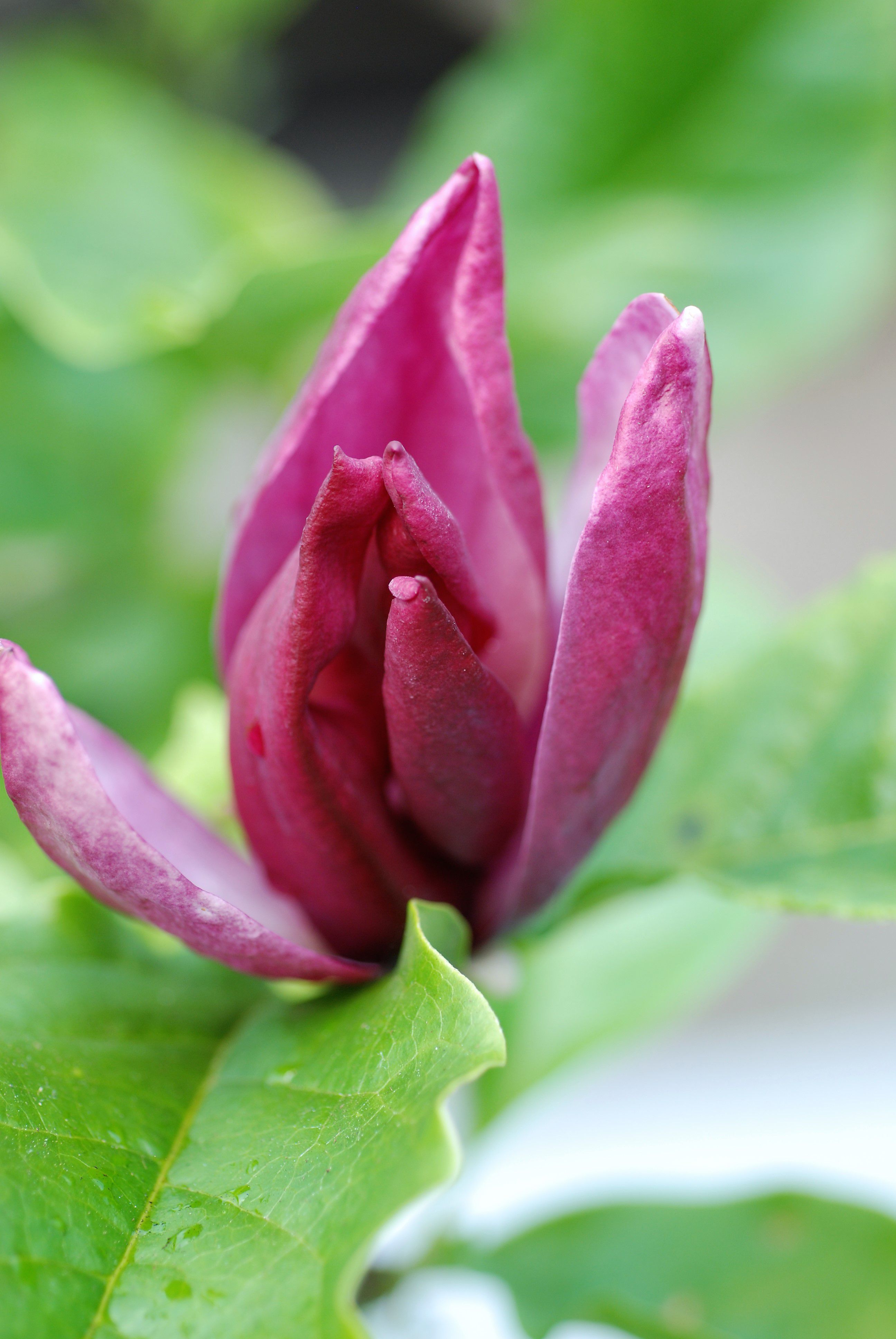Portrait de Marie Té et Jean-Yves Roué, voyage au cœur des plantes… 20 - Roué Pépinières 661-Magnolia_Liliflora_Nigra_DSC_0096-1