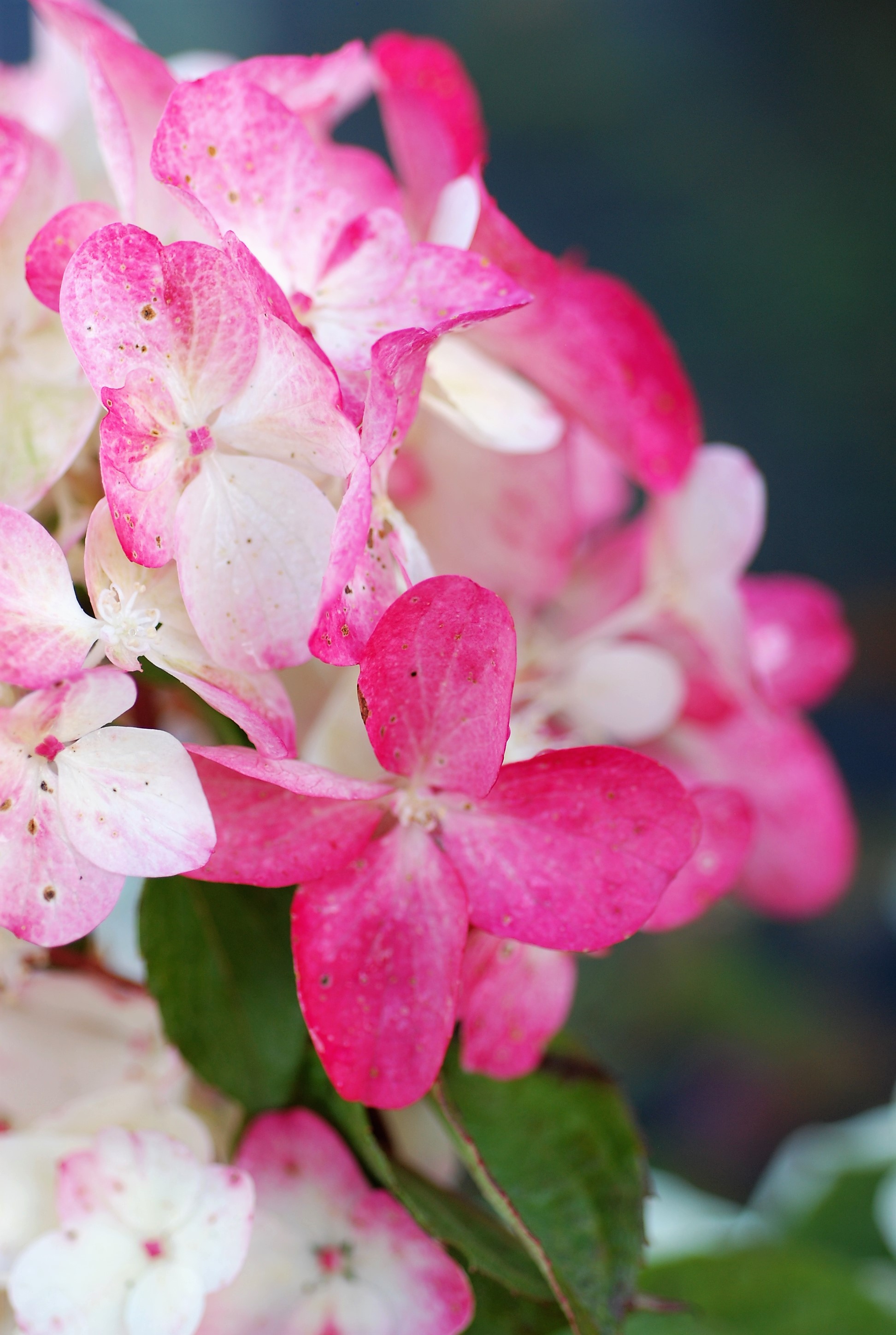 Quand et comment tailler mon Hortensia ? 9 - Roué Pépinières 705-Hortensia_Diamant_Rouge_DSC_0785-1