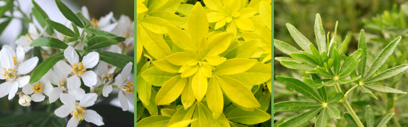 Les Choisyas – Orangers du Mexique 3 - Roué Pépinières 8