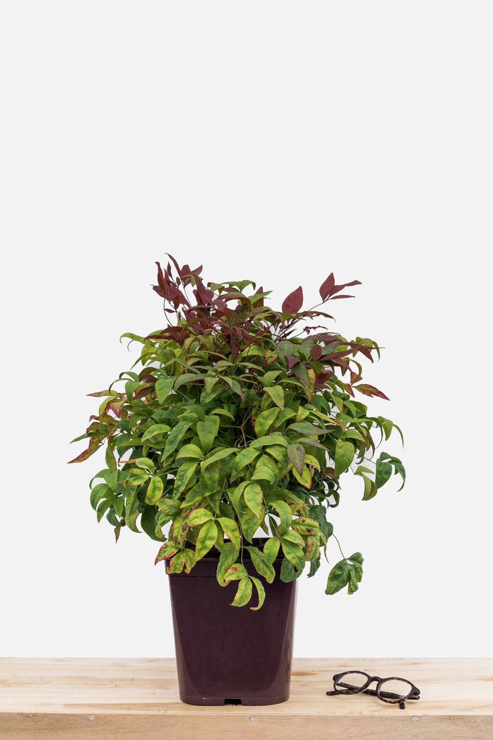 879-2329-Nandina_Blush_Pink_pot_de_5_litres