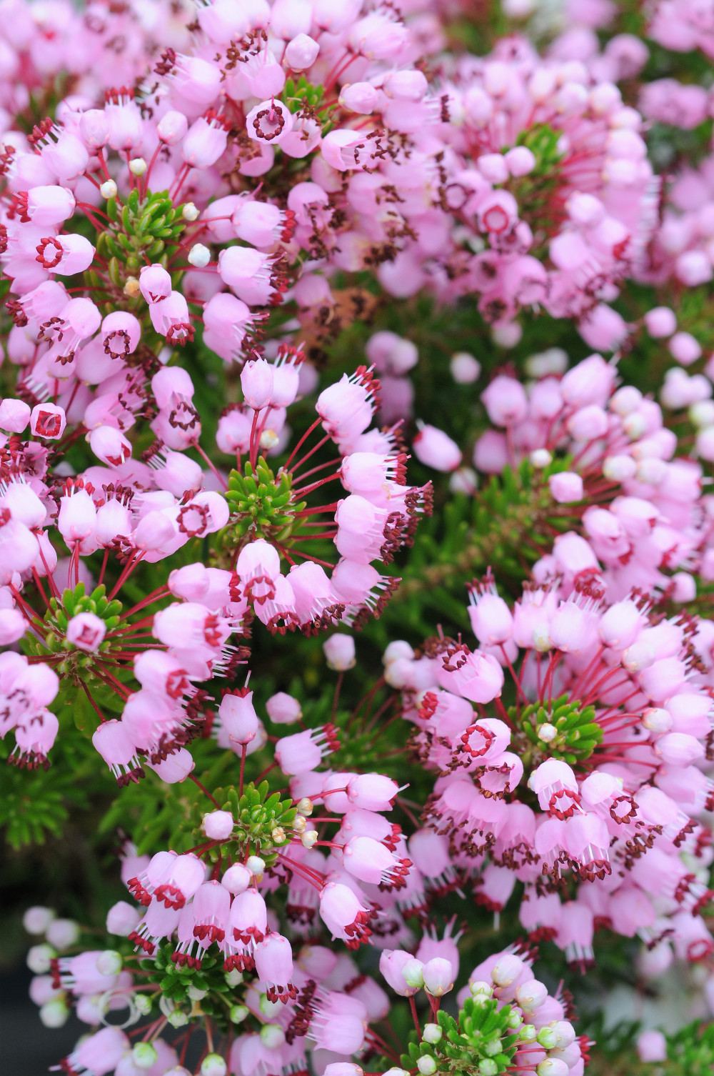 883-Erica_vagans_Maxwell_5951