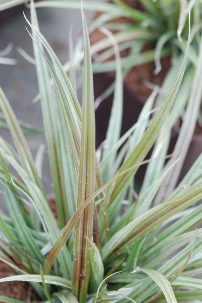 ASTELIA-nervosa-Westland-1