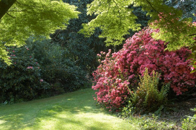 AZALEE-Blaauwpink-jardin