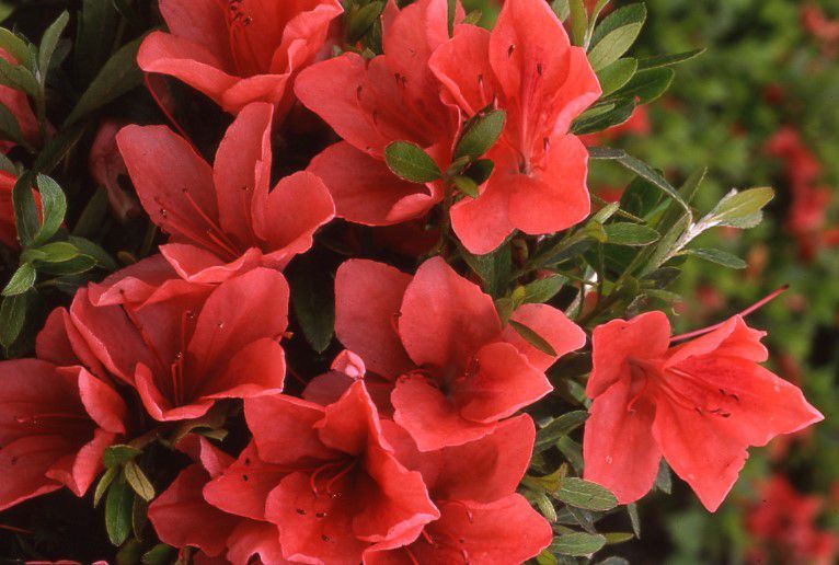 AZALEE-Pink-Cascade-IMFG