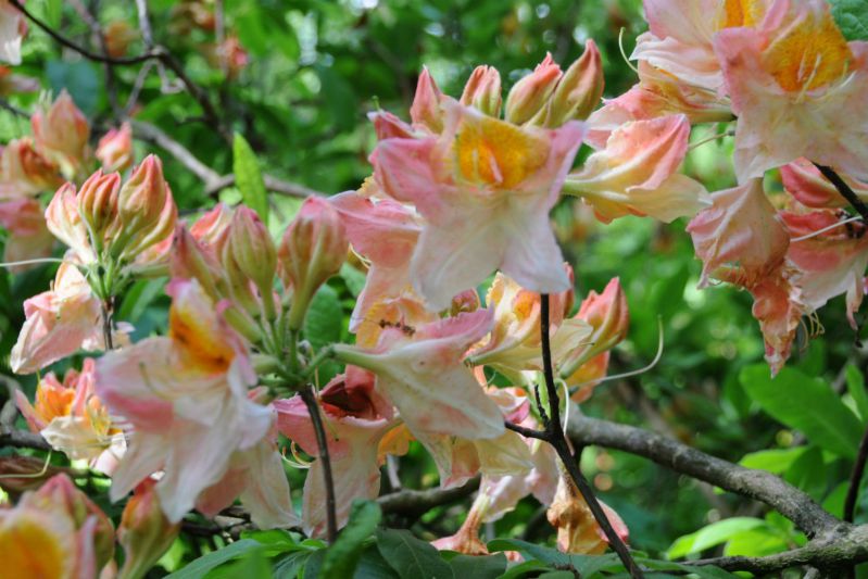 AZALEE-jardin-de-Kerdalo