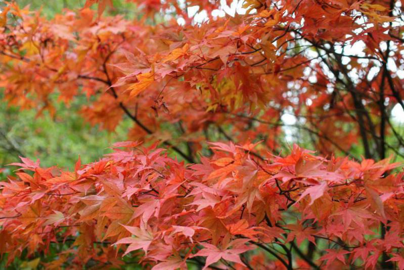 Tout sur l’Érable du Japon : Où ? Quand ? Comment le planter ? 1 - Roué Pépinières Acer-Palmatum-Ozakasuki
