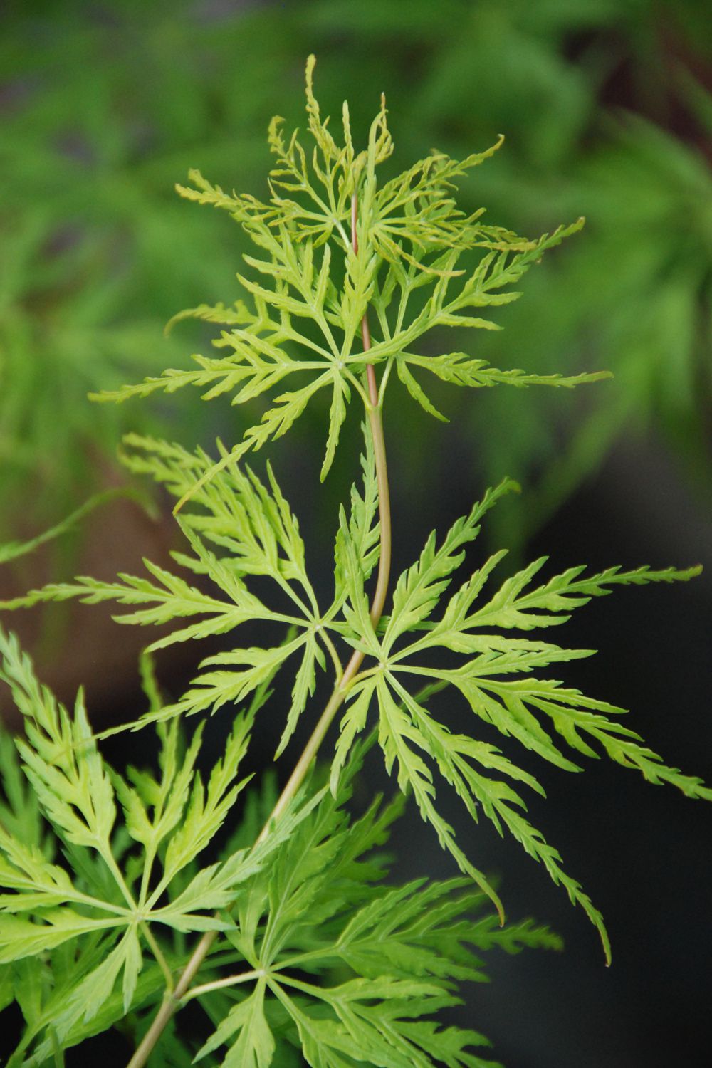 Acer-Seiryu-DSC_0830