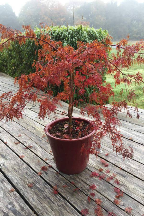 Tout sur l’Érable du Japon : Où ? Quand ? Comment le planter ? 5 - Roué Pépinières Acer-dissectum-garnet-en-pot-IMG_1358
