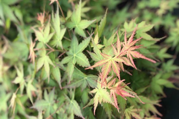 Acer-palmatum-Peve-Chameleon-IMG_2887-e1571823782746
