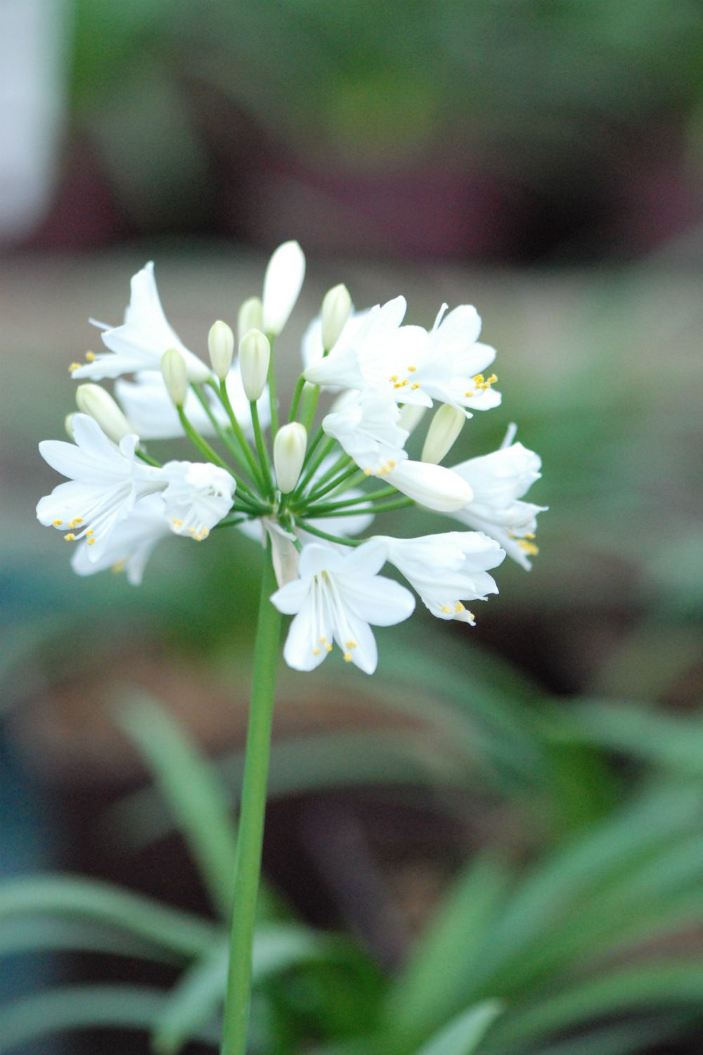 Agapanthe-Ever-White-DSC_2519