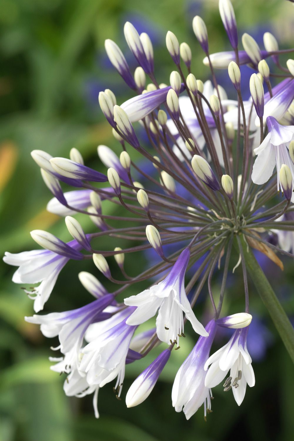 Agapanthe-Fireworks-1