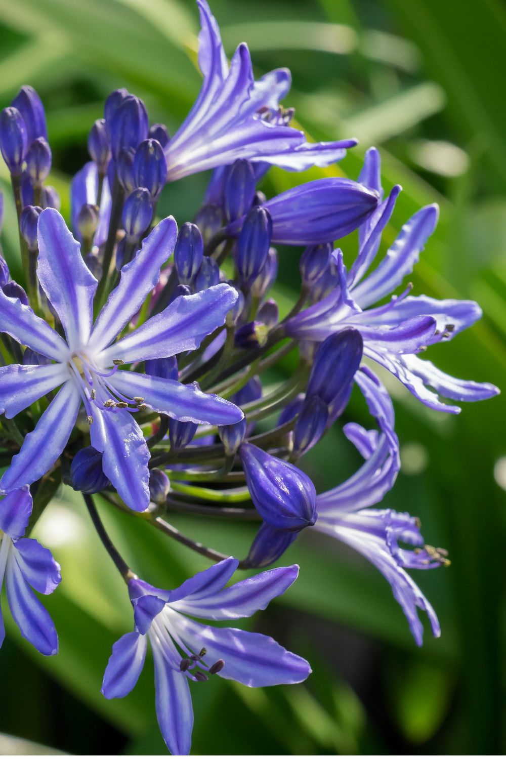 Agapanthe-Moonlight-Star