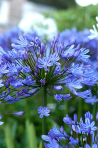 Agapanthe-lapis-Lazuli