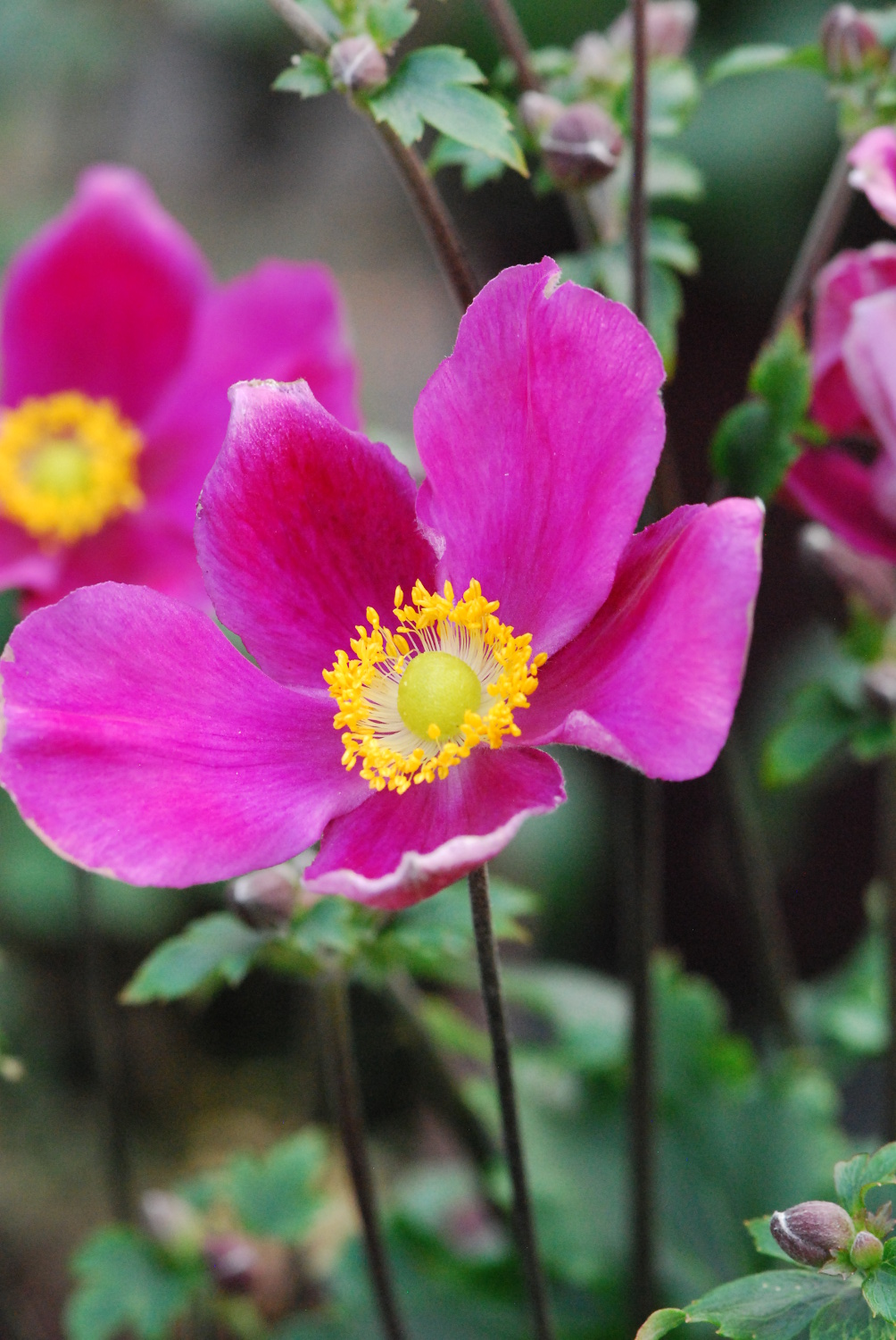 Anemone-Red-Riding-DSC_2006-1