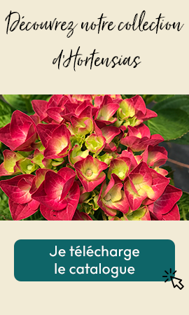 Quand et comment tailler mon Hortensia ? 7 - Roué Pépinières Aplat-Hortensias-V2-1
