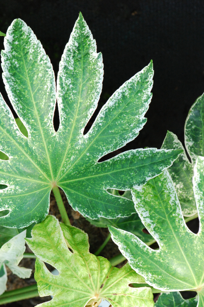 Aralia-Spider-Web-1