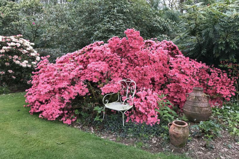 Azalée-Blaauws-Pink