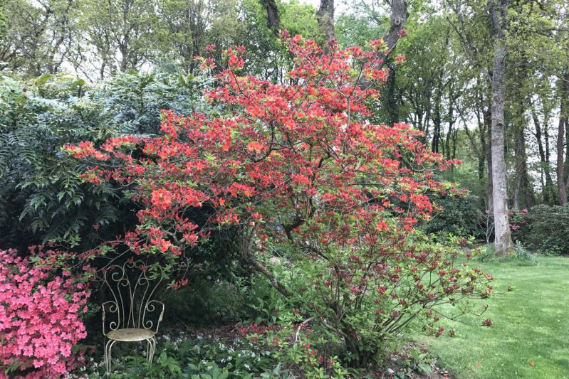 Azalée-mollis-en-jardin