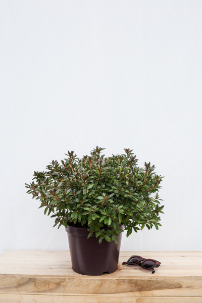 Azalee_mme_van_hecke_pot_de_5_litres_IMFG-135