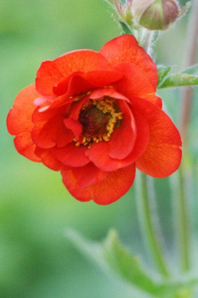 Benoite-fiery-tempest-1