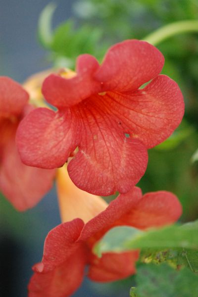 Bignone-Mme-Galen-DSC_2274