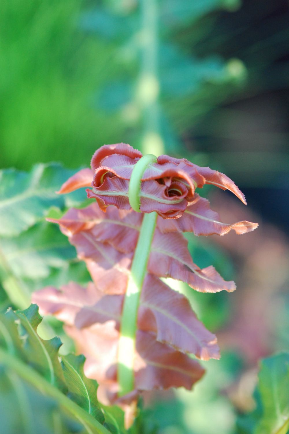 Blechnum-Volcano-DSC_0025