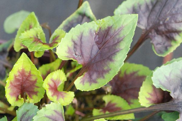 Blog-Visuel-produit-1