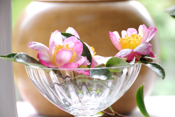 Bouquet-Camélia-sasanqua-2011_1448