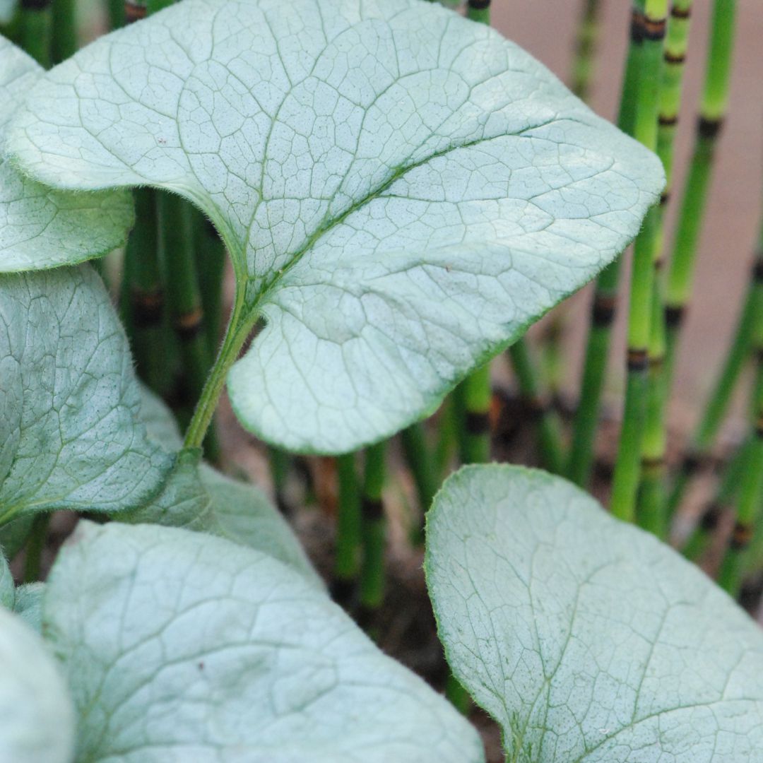 Brunnera-Looking-Glass
