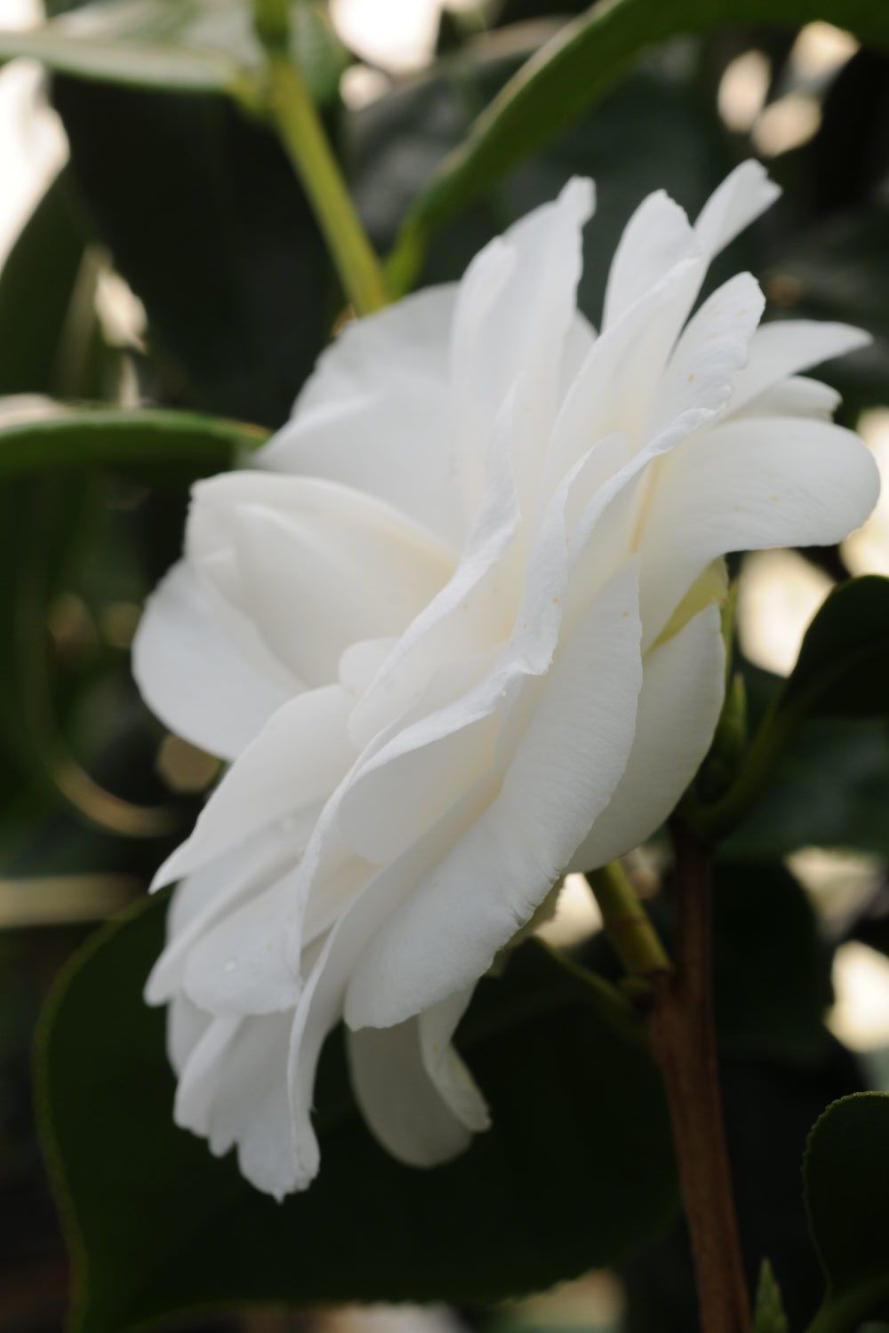 CAMELLIA-Anne-Le-Moal-1-e1578498499168