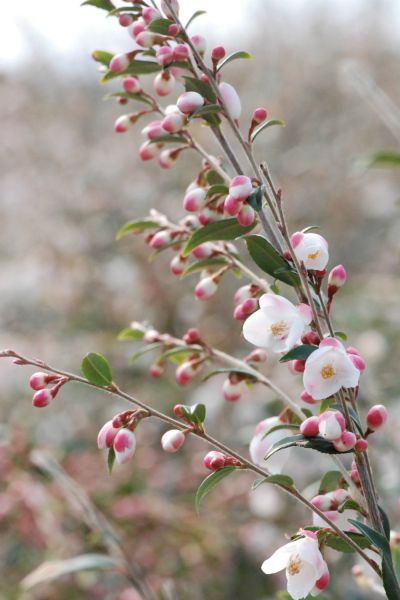 CAMELLIA-rosthorniana-Cupido-3